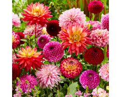 Dahlia Bloembollen - Super - 10 stuks - Meerkleurig - Bloem bollen - Knollen voor in de tuin