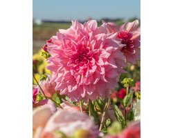 Dahlia Otto's Thrill | 1 stuk | Dinnerplate Dahlia | Reuze Dahlia | Decoratieve Dahlia | Roze | Dahlia Knollen van Top Kwaliteit