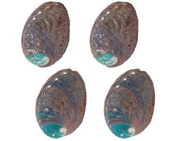Dailygoods- Abalone Schelp Set van 4 - Natuurlijke Schelpen 3,5 Inch - Smudge Bowl - Meubeldecoratie - Shell Art Crafts - Iriserende Kleuren