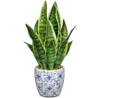 Dailygoods-kunstplant - Sansevieria - Kunstplant - Keramische pot - Nepplanten - Voor binnen - Decoratie - Voor thuis - Altijdgroene elegantie - Natuurgetrouwe uitstraling - Nepplant