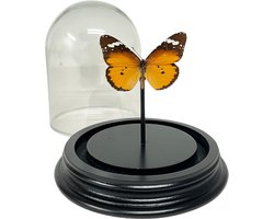 Danaus chrysippus - Kleine monarchvlinder in stolp - Oranje vlinder in stolpje