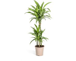 De Drakenboom, Blad met Gele of Lichtgroene Randen.Tropische Uitstraling, Groene Kamerplant, Dracaena Deremensis White Stripe Ø21cm - 100cm