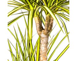 De Drakenboom, Blad met Gele of Lichtgroene Randen.Tropische Uitstraling, Groene Kamerplant, Dracaena Marginata Sunray Ø21cm -100-110cm