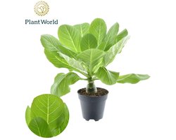 De Hawaii Palm, Kool op stam, kamerplant, Tuinplant, gele Bloemen, Brighamia Insignis Hawaii Palm P12 - Ø12cm - 37cm