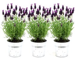 De Kuiflavendel in Sierpot, 3 Stuks, Kleur Lila/Paars, Tuinplanten, Terrasplanten, Balkonplanten, Lavandula stoechas Anouk® in Old Look sierpot - 13 cm pot -Franse Lavendels in Sierpot