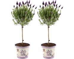 De Kuiflavendel op Stam in Sierpot, 2 Stuks, Kleur Lila/Paars, Tuinplanten, Terrasplanten, Balkonplanten, Lavandula stoechas Anouk® op stam in Lavendelprint sierpot - 15 cm pot - Franse Lavendels op stam in sierpot