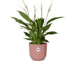 De Lepelplant of De VredesLelie, Bekend om zijn Witte Bloemen,SpathiphyllumTorelli - Ø17cm - 35cm in een Roze ELHO Vibes Fold