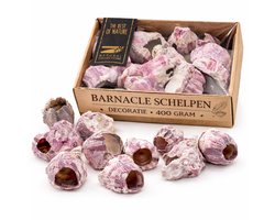 Decoratie Schelpen Barnacle – 400 Gram Natuurlijke Zee Schelpen – Terrarium, Aquarium & Woondecoratie – Natuurdecoratie Mix