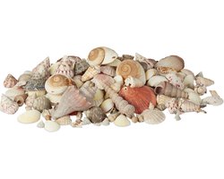 decoratie schelpen - met grote zeeslakken - 2 kg - knutselen - tafeldecoratie