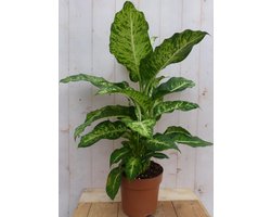 Decoratief Beeld - Kamerplant Dieffenbachia - Kunststof - Warentuin Natuurlijk - Groen