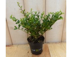 Decoratief Beeld - Stuks! Ilex Donkergroen Klein - Kunststof - Warentuin Natuurlijk - Groen