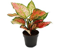 Decoratieve Kamerplant met Gekleurde Bladeren - Tropische Bladjuwelen