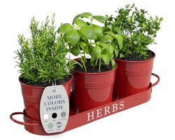 Decoratieve Kruidenplanter Set voor Binnen en Buiten met Dienblad