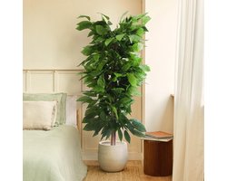 Decoratieve Kunstplant - Realistische Plant - Binnen Buiten - Onderhoudsvrij - 180cm Hoog - Mango