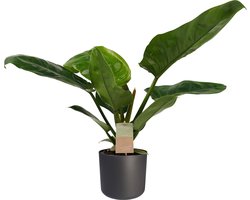 Decorum Philodendron Imperial Green Feel Green met Elho B.for soft antracite - Hoogte 45cm Potmaat 14 - Bektas Plants