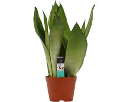 Decorum Sansevieria Moonshine - Hoogte 50cm - Pot 14cm