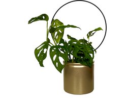 Design plantensteun van zwart metaal ⌀23,2 cm | Set van 2 | Klimhulp, plantenrek voor kamerplanten en klimplanten | Alternatief voor een mosstok | Bloemencircel, ring droogbloemen, plantring, boog, krans, bloemenkransDesign plantensteun van zwart met