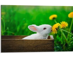 Dibond - Baby Konijntje in Houten Kistje tussen Gele Paardebloemen - 75x50 cm Foto op Aluminium (Wanddecoratie van metaal)