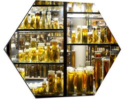 Dibond Hexagon - Kast met Dieren op Sterk Water - 80x69.6 cm Foto op Hexagon (Met Ophangsysteem)
