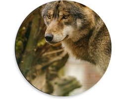 Dibond Muurcirkel - Liggende Wolf tussen Takken en Bladeren - 30x30 cm Foto op Aluminium Muurcirkel (met ophangsysteem)