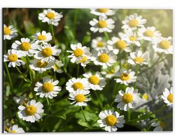 Dibond - Wit met Geel Kamille Bloemen in een Grasveld - 40x30 cm Foto op Aluminium (Wanddecoratie van metaal)