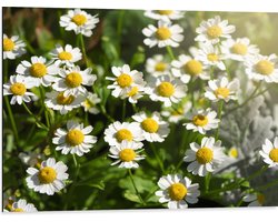 Dibond - Wit met Geel Kamille Bloemen in een Grasveld - 80x60 cm Foto op Aluminium (Wanddecoratie van metaal)