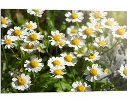 Dibond - Wit met Geel Kamille Bloemen in een Grasveld - 90x60 cm Foto op Aluminium (Wanddecoratie van metaal)