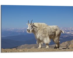 Dibond - Witte Berggeit in de Bergen - 75x50 cm Foto op Aluminium (Met Ophangsysteem)