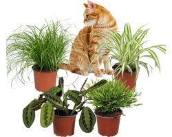 Diervriendelijke Kamerplanten – Set van 4 – Kattengras Cyperus Zumula, Graslelie Chlorophytum Variegatum, Maranta Tricolor & Bamboe Monica – 30–35 cm – Pot 12 cm.