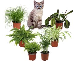 Diervriendelijke Kamerplanten XL – Set van 6 – Kattengras Cyperus Zumula, Graslelie, Maranta Tricolor, Bamboe Monica, Chamaedorea & Nephrolepis – 25–40 cm – Pot 12 cm