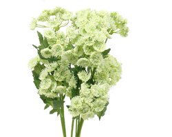 Dille kunst wit 49cm 6 st