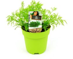 Dille Planten – 2 Kruidenplanten – Anethum graveolens – Eetbare Kruiden – Moestuin, Balkon & Terras