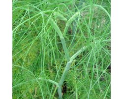 Dille zaden biologisch (Anethum graveolens) 0.1 g