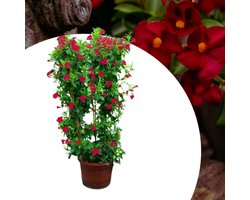 Dipladenia (Dipladenia) - Mandevilla / - Braziliaanse Jasmijn Rood (Potplant) - Vaste planten - Bijen-Vlinders - (Ook)-Voor in huis - Klimplant