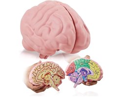doorsnede schuim hersenmodel | Anatomie, psychologie en biologie educatief hulpmiddel | Eenvoudig te gebruiken met 2 gelabelde halve onderdelen