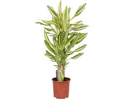 Dracaena fragrans Yellow Coast 45-20 Potmaat 17 - Luchtzuiverend - Kamerplant in kwekerspot ⌀17 cm - 75 cm