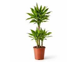 Dracaena Golden Coast - 90 - 110cm Hoog - Kamerplanten - Luchtzuiverend - Gemakkelijk Onderhouden - Pot 21cm
