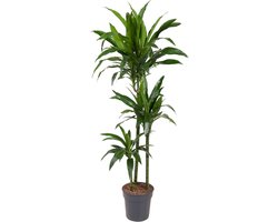 Dracaena Janet Craig - 150 cm - ø24