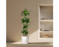 Dracaena Janet Craig Carrousel - 180 cm - ø34