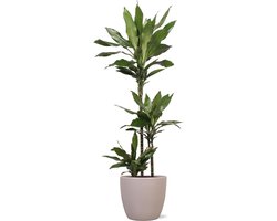 Dracaena Janet Lind in Boule TAUPE pot Ø24cm 120cm