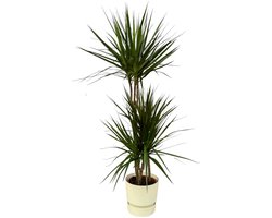 Dracaena Marginata - ↨120cm - Ø21cm inclusief elho Greenville Round wit D24xH23