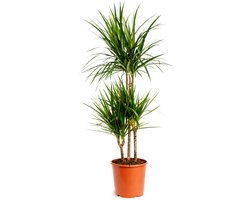 Dracaena Marginata - 90 - 110cm Hoog - Kamerplanten - Luchtzuiverend - Gemakkelijk Onderhouden - Pot 21cm