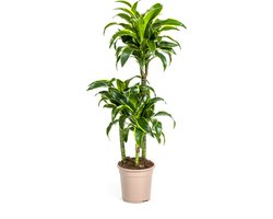 Dracaena-plant Dorado, Donkergroene Bladeren met Subtiele Gele Randen.Tropische Uitstraling, Groene Kamerplant,Dracaena Deremensis DoradoØ21cm - 110cm