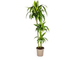 Dracaena-plant 'Hawaiian Sunshine' , Groen Blad met Lichte Strepen.Tropische Uitstraling, Groene Kamerplant,Dracaena Deremensis Hawaiian Sunshine Ø24cm - 140cm