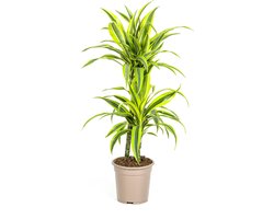 Dracaena-plant Lemon Lime, Felgroen Blad met Brede Gele Randen.Tropische Uitstraling, Groene Kamerplant,Dracaena Deremensis Lemon Lime Ø19cm - 80cm