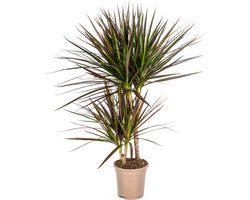 Drakenboom, Drakenbloedboom, Lange Smalle bladeren met Rode Rand, Kamerplant, Dracaena Marginata Magenta Ø17cm - 60cm