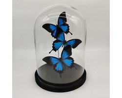 Drie Papilio Ulysses in stolp