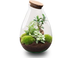 Drop XL Groen - Planten Terrarium met kurk - DIY kit - Ecosysteem plant - Ø 24 cm ↑ 37 cm
