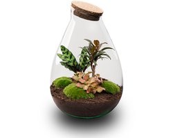 Drop XL Palm - Planten Terrarium met kurk - DIY kit - Ecosysteem plant - Ø 24 cm ↑ 37 cm