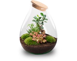 Drop XXL Bonsai - DIY Planten terrarium - Ecosysteem plant - Ø 34 cm ↑ 43 cm
